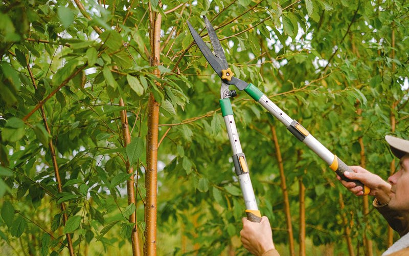 Tree trimming in Indian Trail, NC